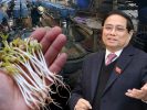 “Giá đỗ hóa chất ngập chợ – Ban quản lý an toàn thực phẩm quốc gia đang… ngủ trưa?”