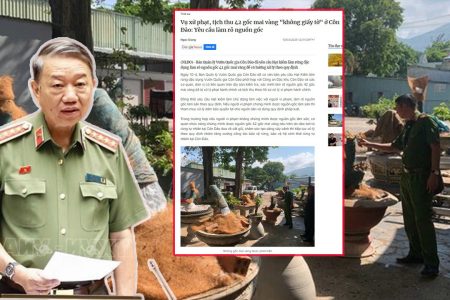 Vài gốc mai của nông dân thì bắt phải có giấy tờ.