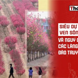 Siêu dự án ven sông Hồng và nguy cơ xóa sổ các làng đào truyền thống